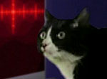 Space Cat