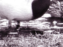 Ducks